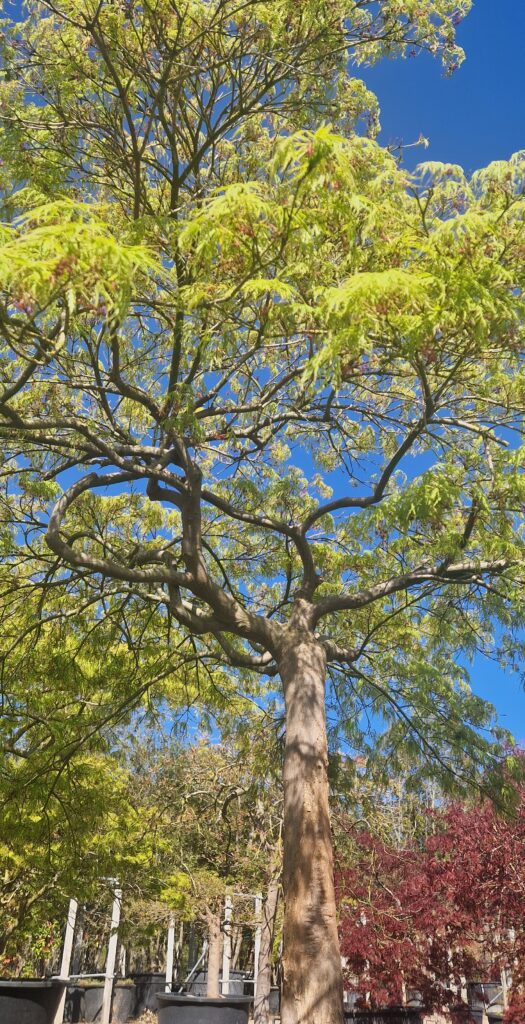 Acer pal. 'Viridis'
