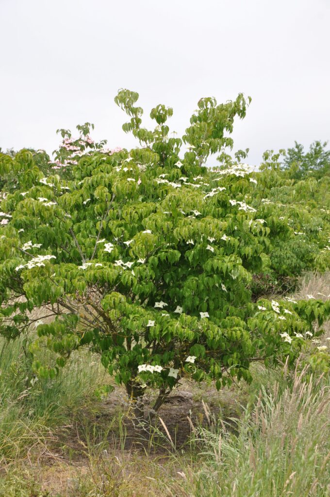 Cornus kousa 'Grossblumig Spät'