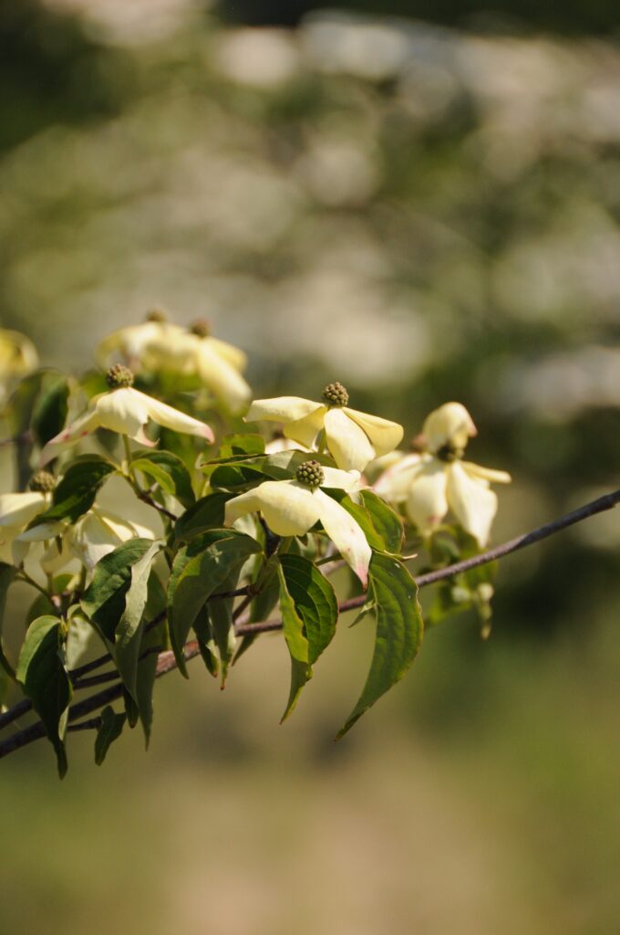 Cornus kousa 'National'