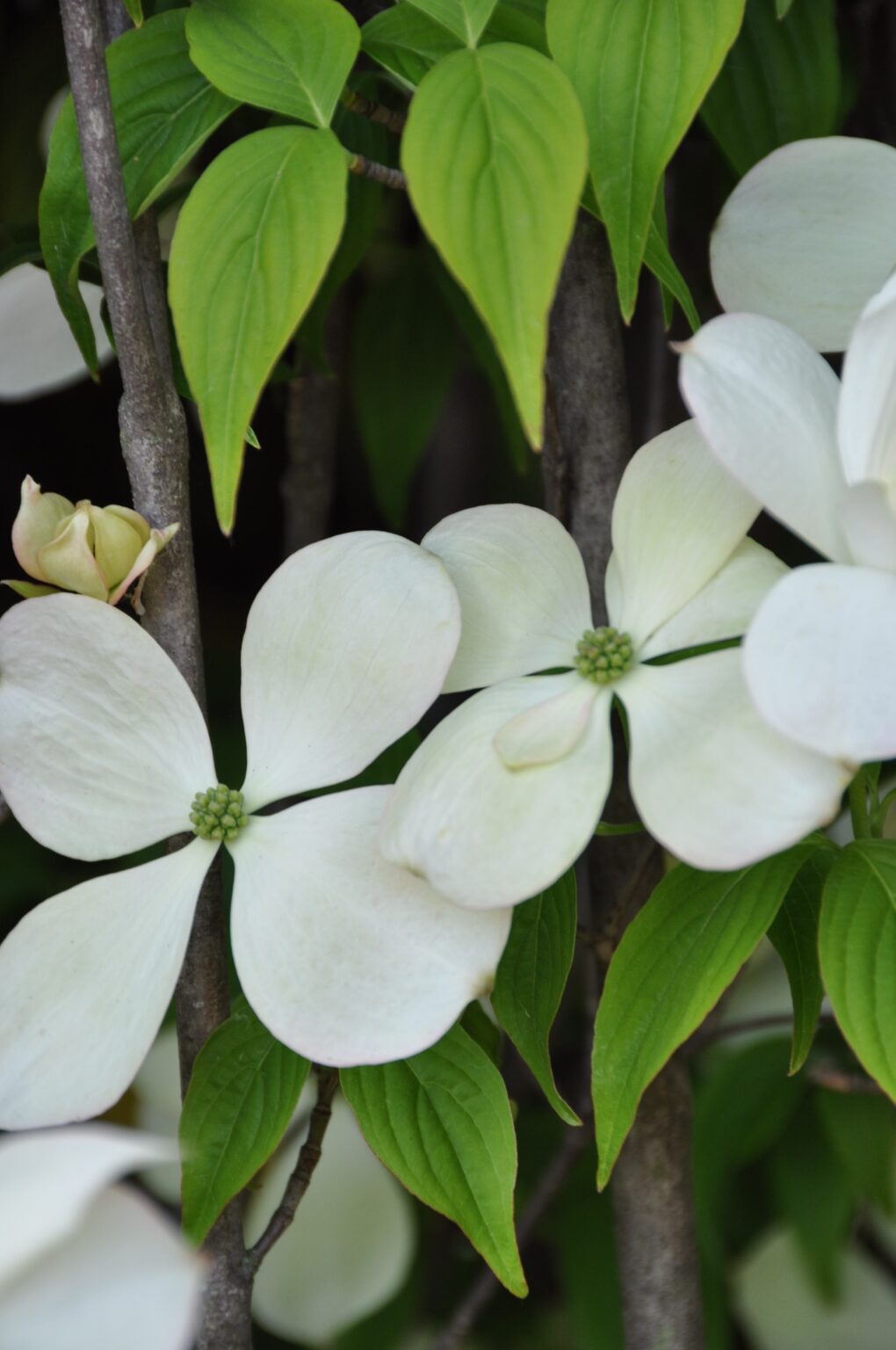 Cornus Ruth Ellen - Tree nursery De Bruyn