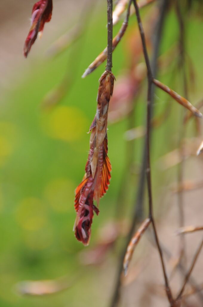 Fagus syl. 'Purpurea Pendula'