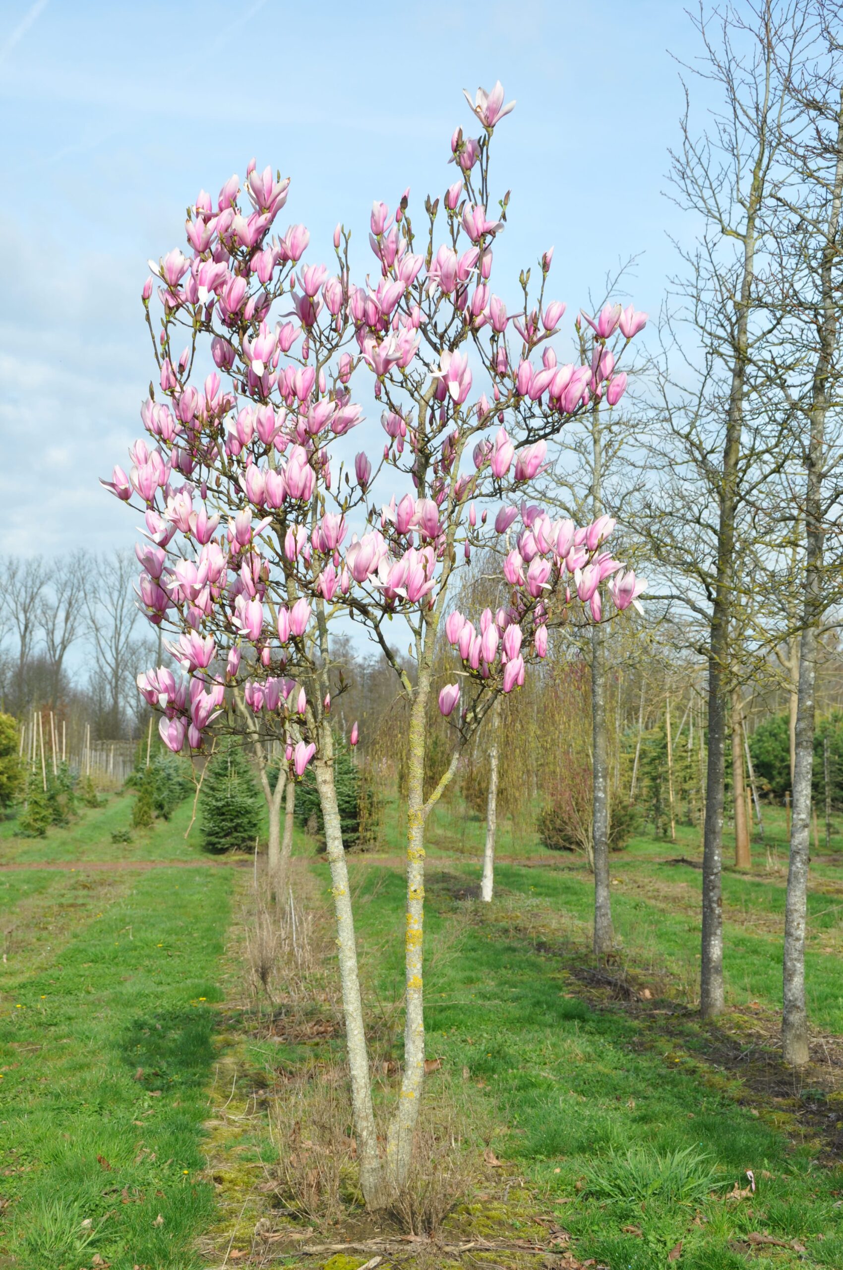 Magnolia 'Sentinel' - Tree nursery De Bruyn