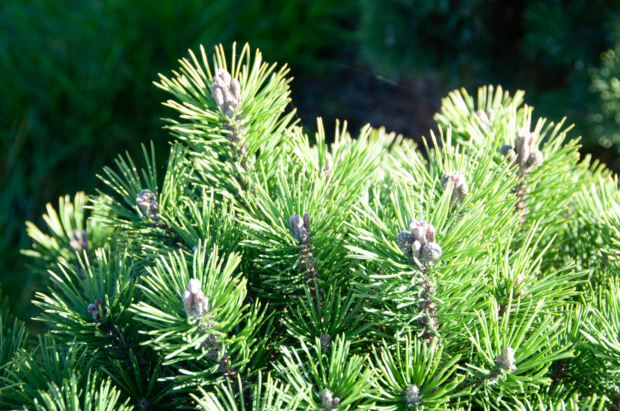 Mop Tree Pinus mugo 'Mops' - Tree nursery De Bruyn
