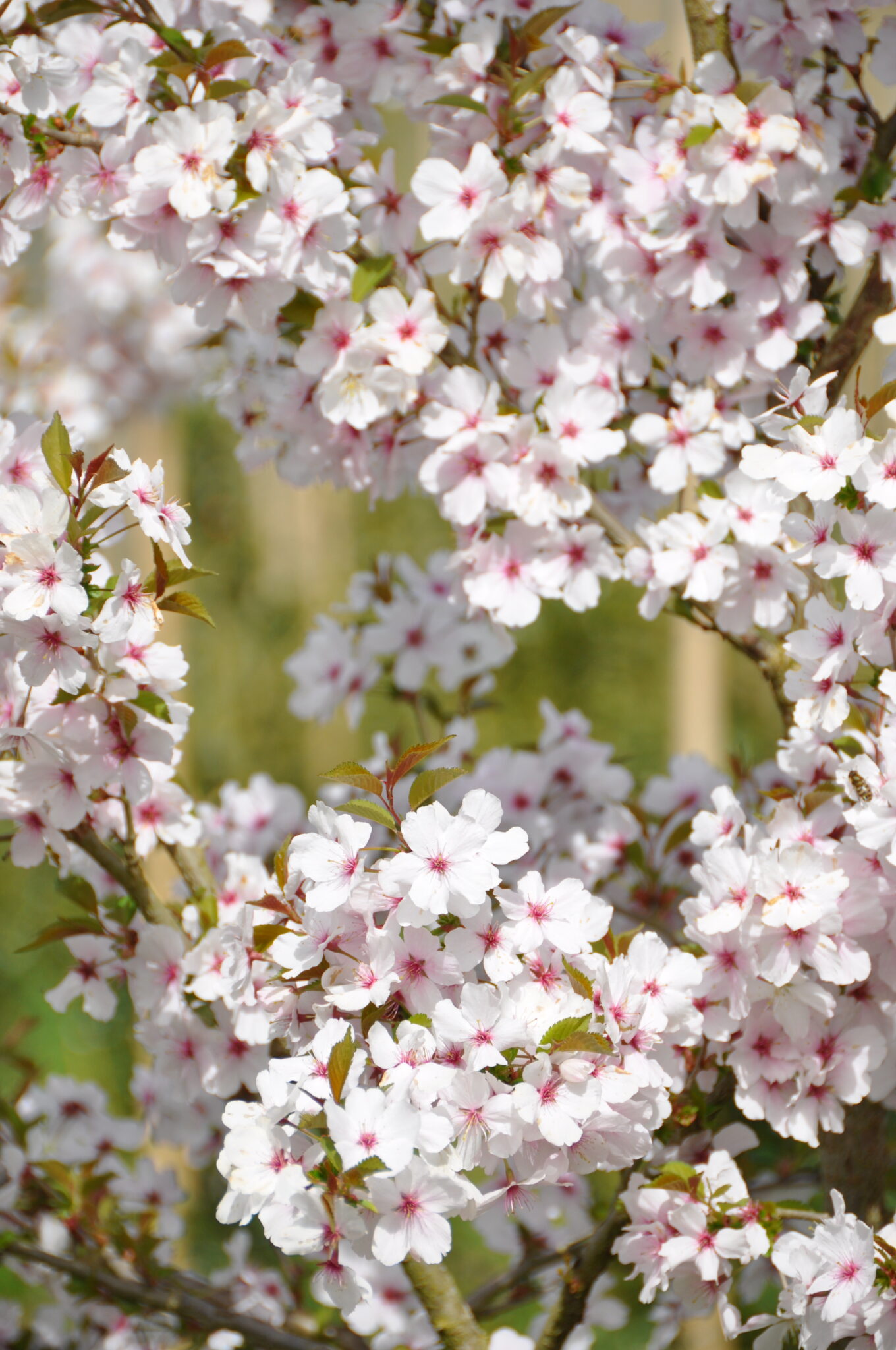 Prunus 'The Bride' - Tree nursery De Bruyn