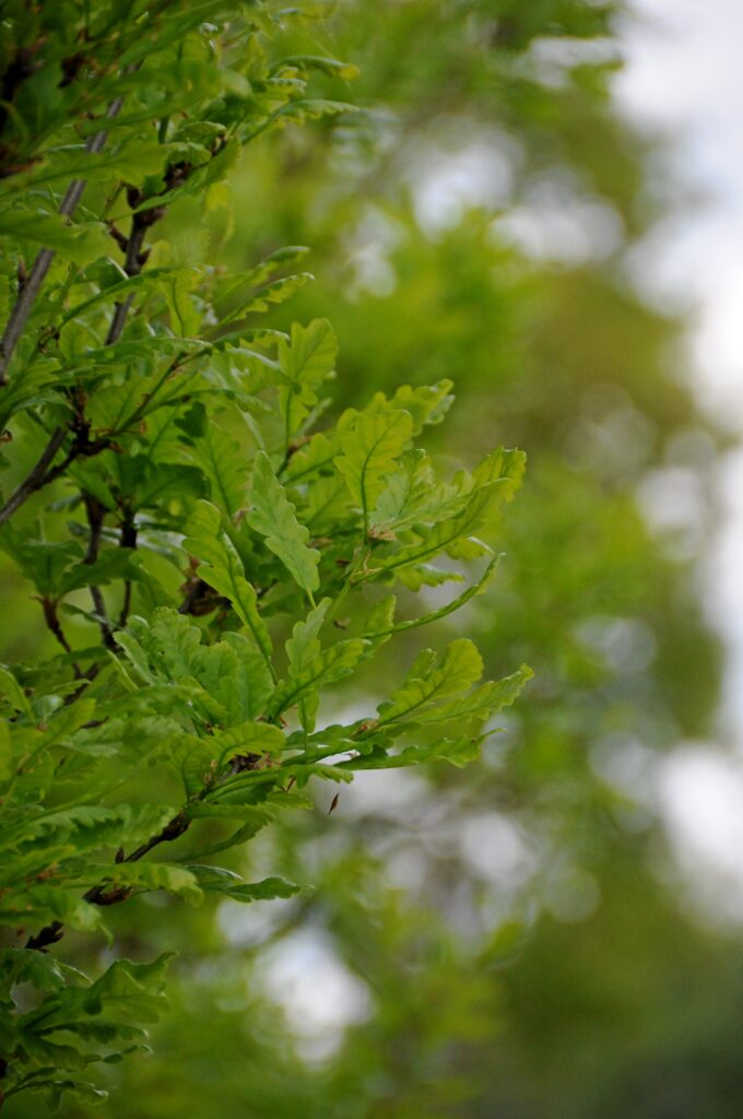 Quercus petraea 'Columna'