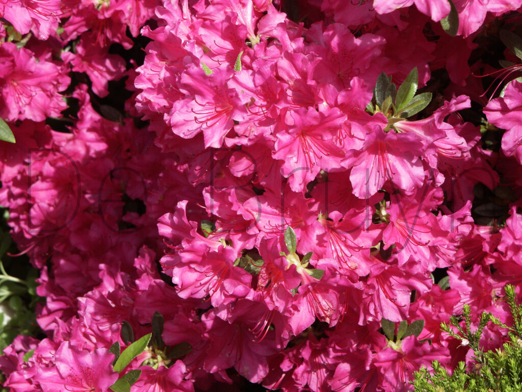 Rhododendron (AJ) 'Blue Danube'