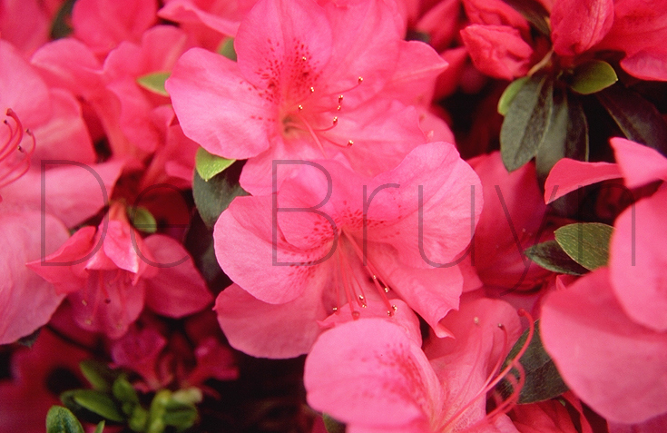 Rhododendron (AJ) 'Gorbella'