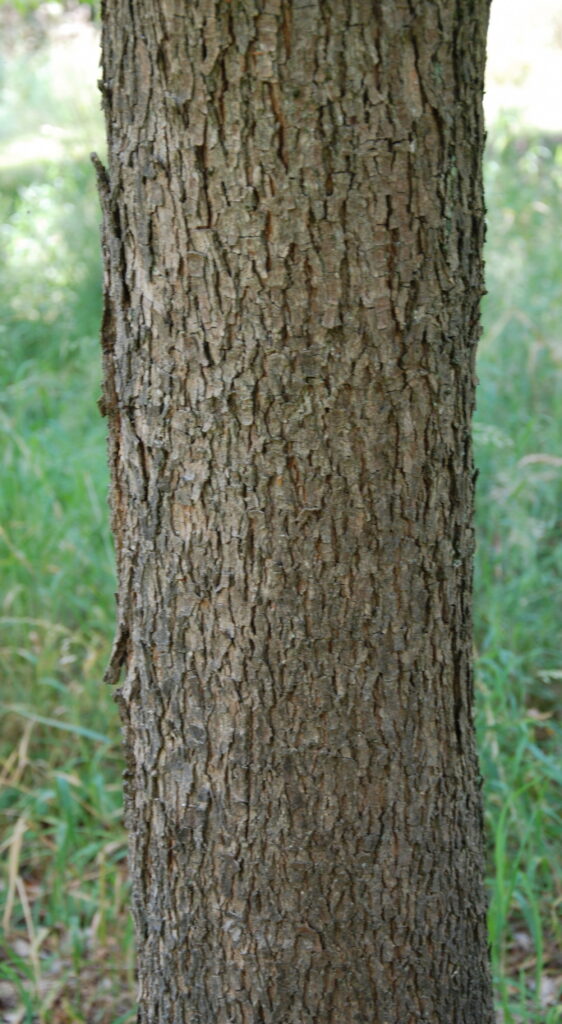 Carya illinoinensis