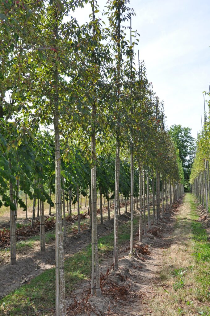 Malus 'Paul Hauber'