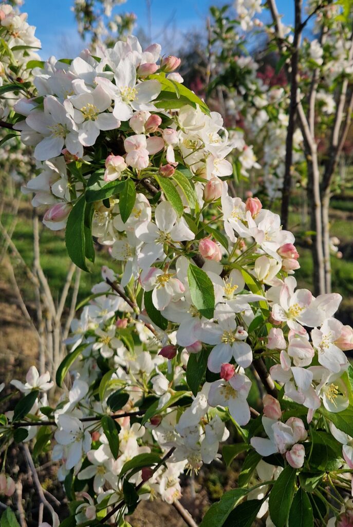 Malus 'White Angel'