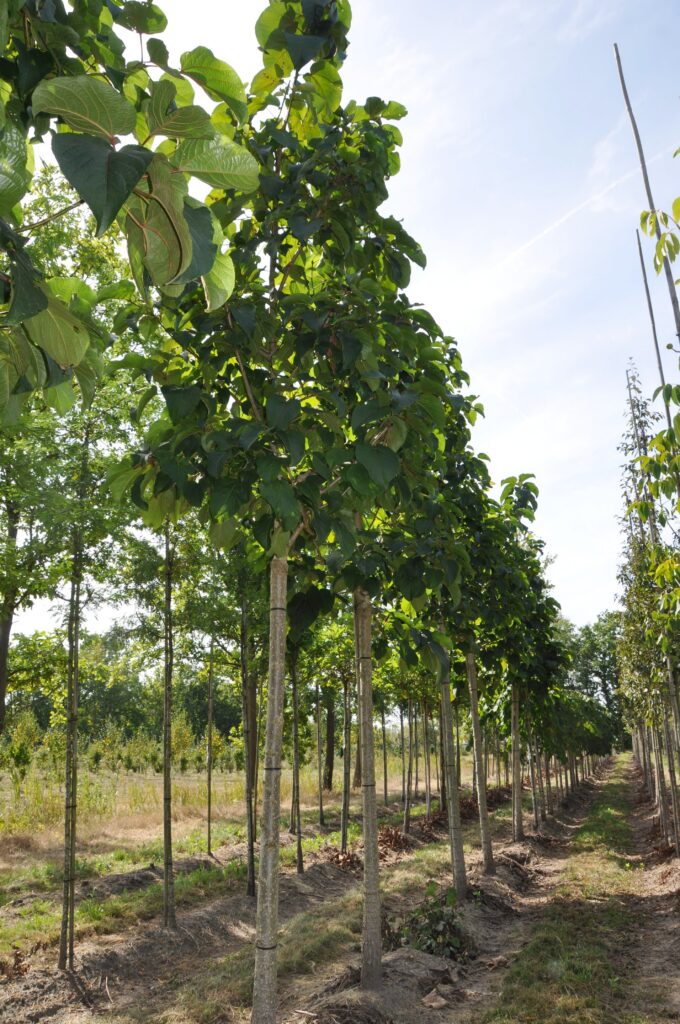 Populus lasiocarpa