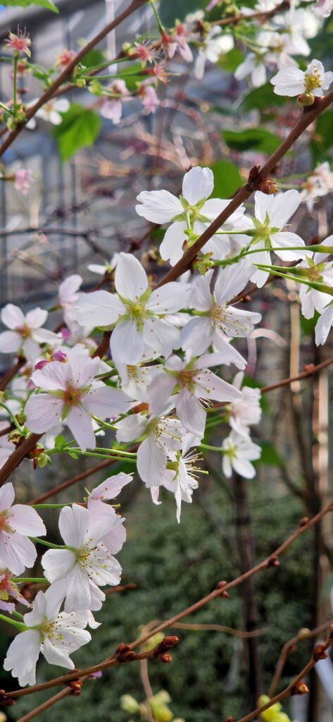 Prunus nipponica 'Brillant'