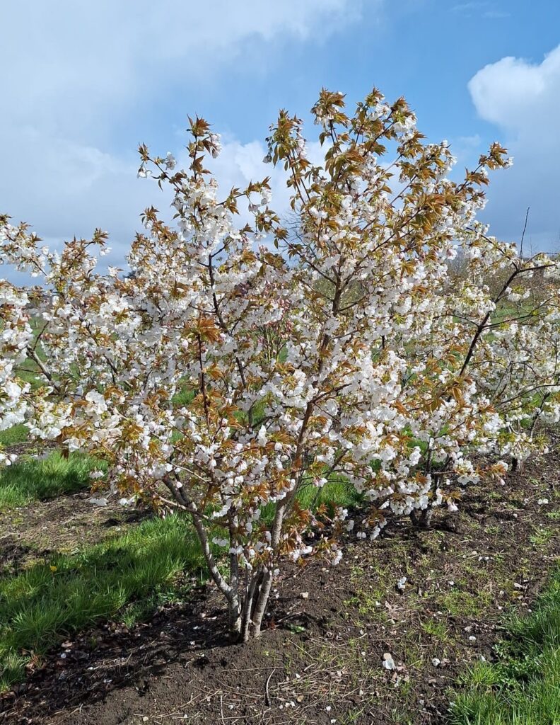 Prunus serr. 'Taihaku'