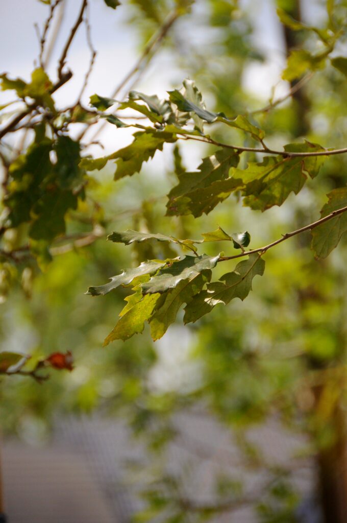 Quercus hispanica 'Bloemendale'