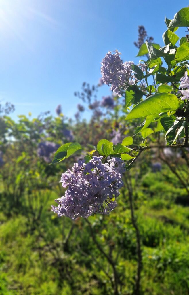 Syringa v. 'Princesse Sturdza'