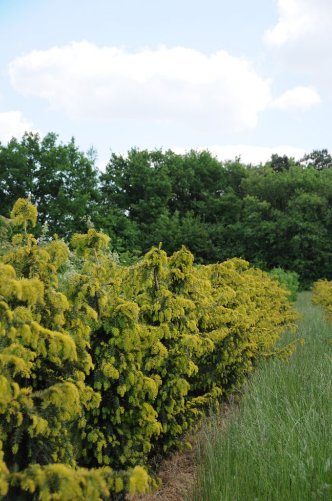 Taxus b. 'Dovastonii Aurea'