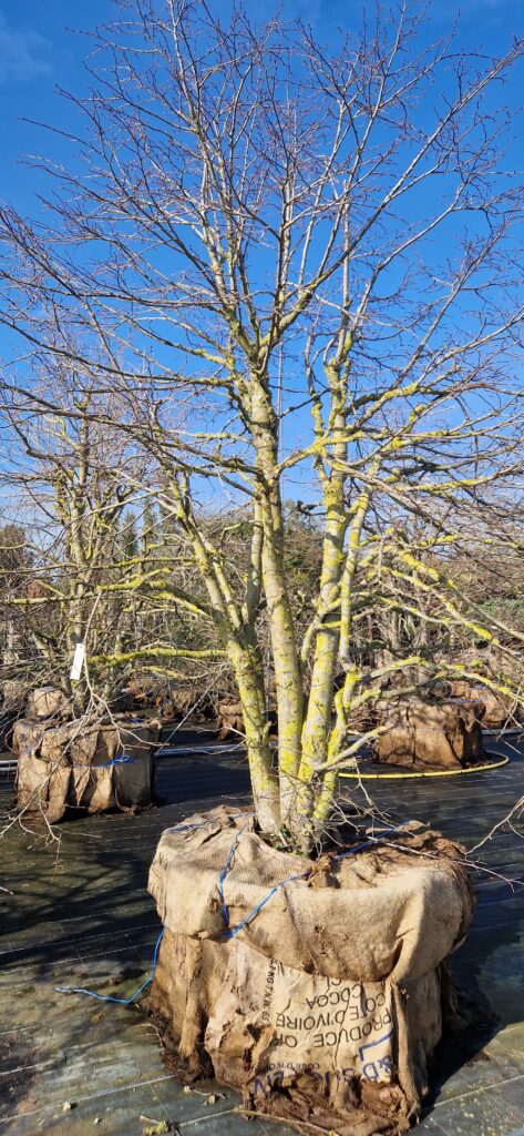 Tilia plat. 'Örebro'
